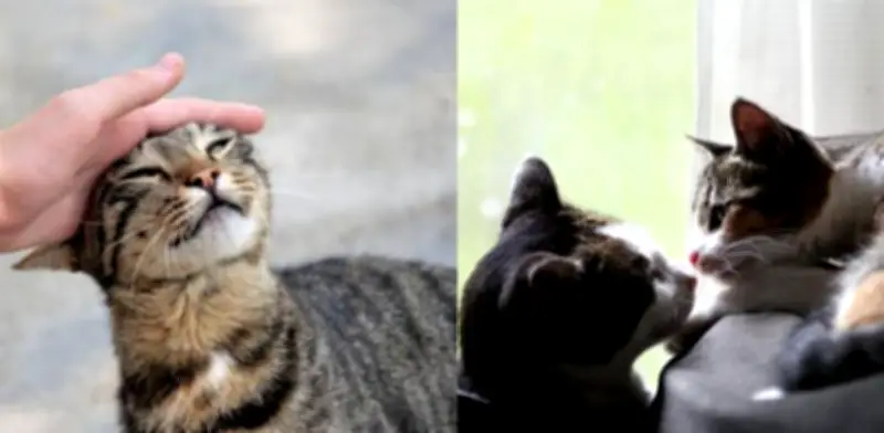 Gatos celosos: cómo manejar la llegada de otro felino al hogar