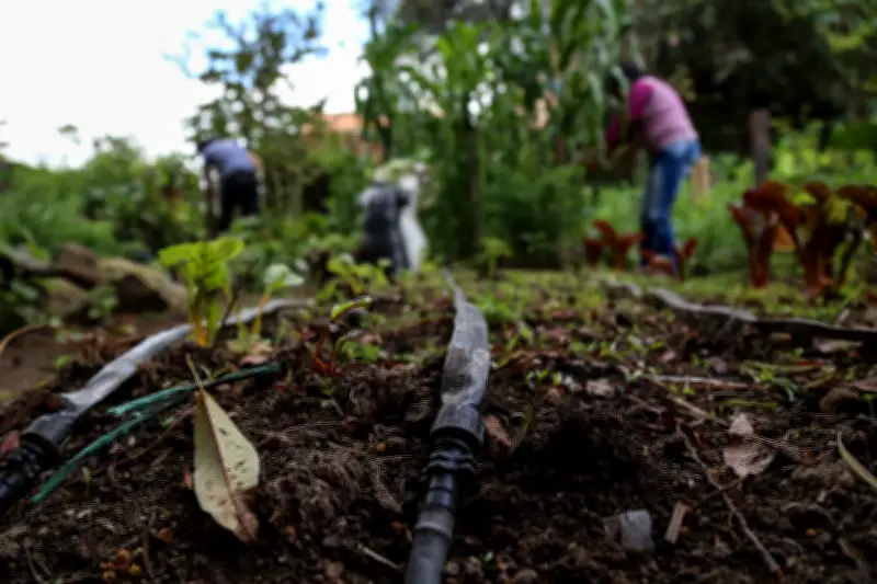 Gobierno lanza medidas anticipatorias para enfrentar El Niño en el agro