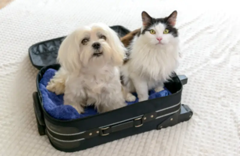 Guía para viajar con mascotas en avión en Colombia: requisitos y documentos