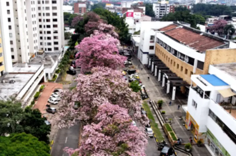 Guayacanes en Cali: la floración que embellece la ciudad como el sakura japonés