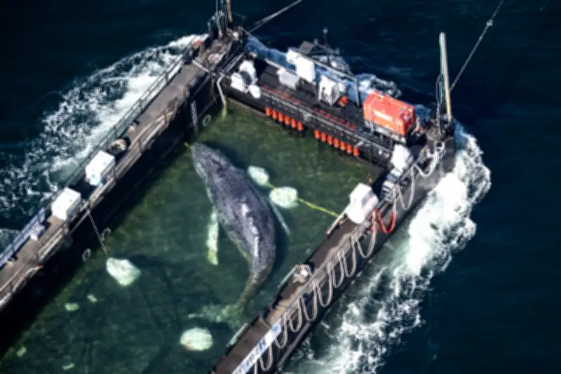 Hallan muerta a la ballena jorobada Timmy frente a costas de Dinamarca
