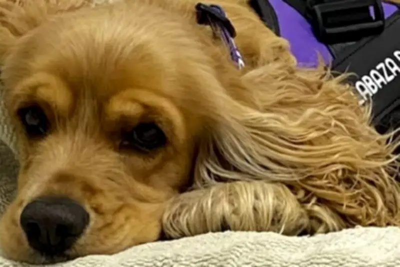 Hallie regresa al refugio tras ser devuelta por su familia adoptante