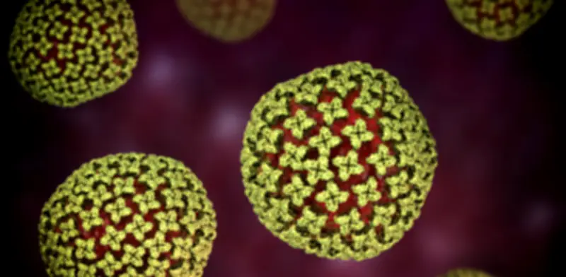 Hantavirus: lo que aún desconocen científicos sobre el virus Andes tras brote en crucero