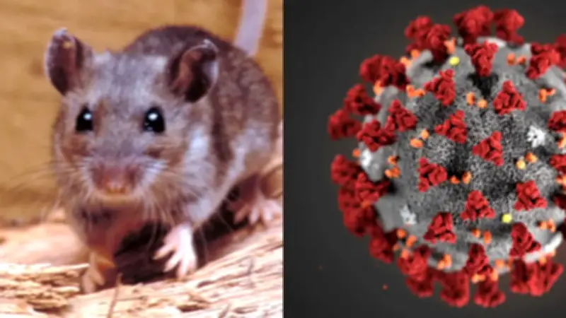Hantavirus vs COVID-19: diferencias clave y riesgos actuales