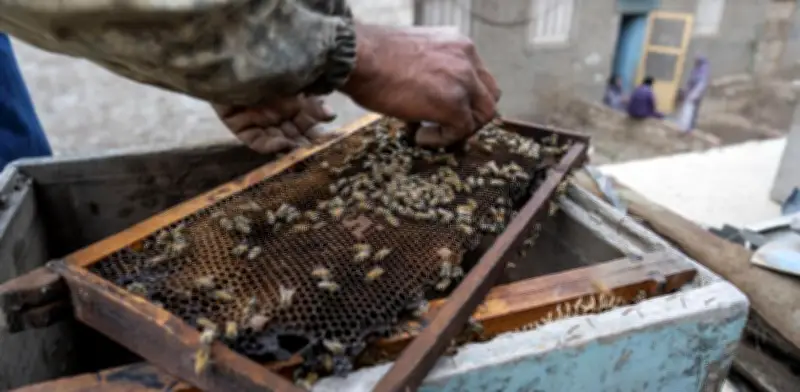 Hesa Shebshir: el pueblo egipcio que vive de la miel y las abejas
