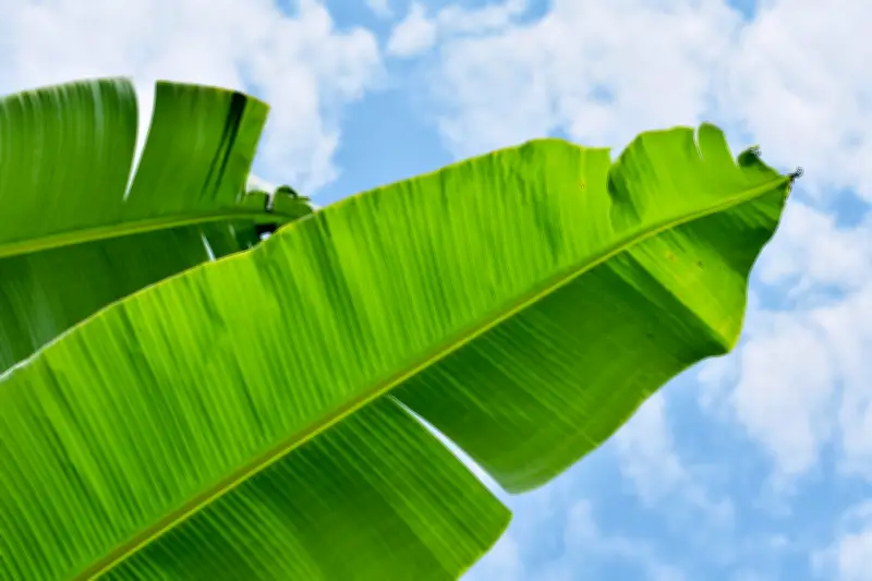 Hoja de plátano: tradición, usos culinarios y beneficios