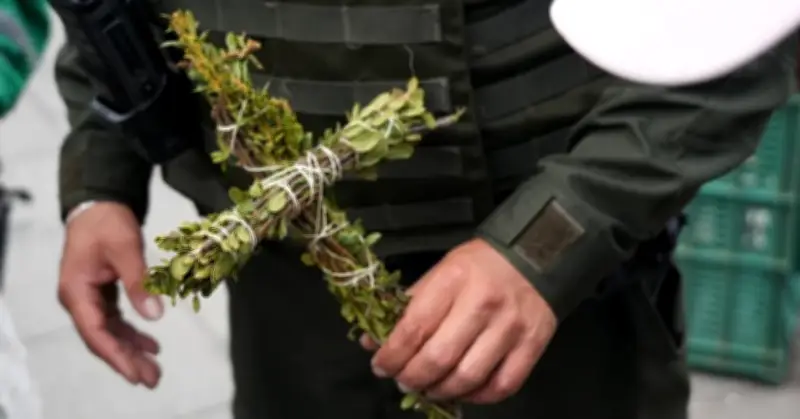 Incautan 474 kilos de laurel de cera en Bogotá por celebración del Día de la Santa Cruz
