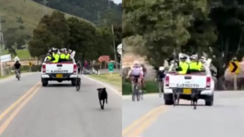 Indignación en redes: militares habrían abandonado a dos perros en plena vía
