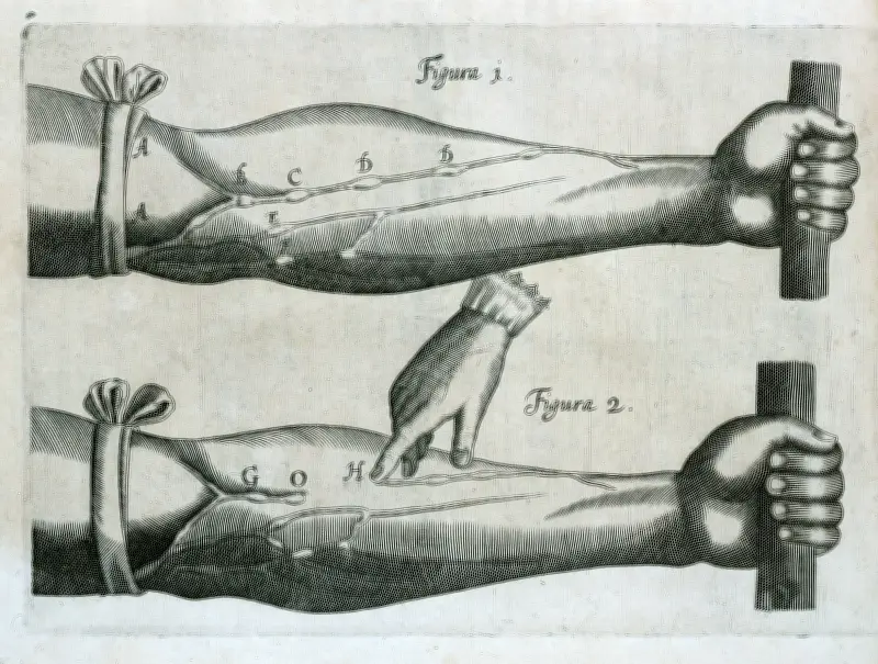 La revolución anatómica del Renacimiento: el experimento de William Harvey