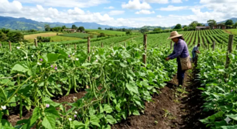 Liborina, el pueblo antioqueño que produce el mejor fríjol cerca de Medellín