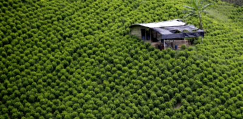 Los desafíos de la coca que enfrentará el próximo gobierno en Colombia