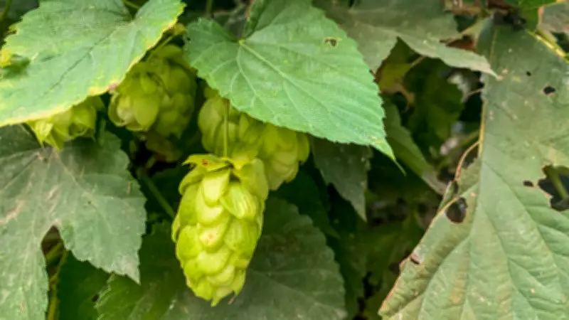 Lúpulo: la planta detrás de la cerveza que conquista Colombia