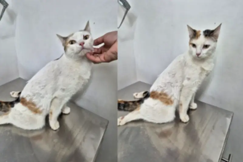 Múú, la gata rescatada en Soacha que lucha por volver a caminar