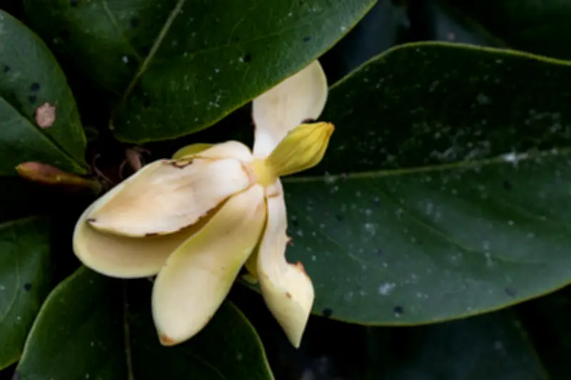 Magnolias colombianas: belleza ancestral en riesgo de extinción