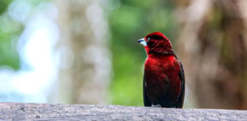 Meta lidera el Global Big Day 2026 con 714 especies de aves
