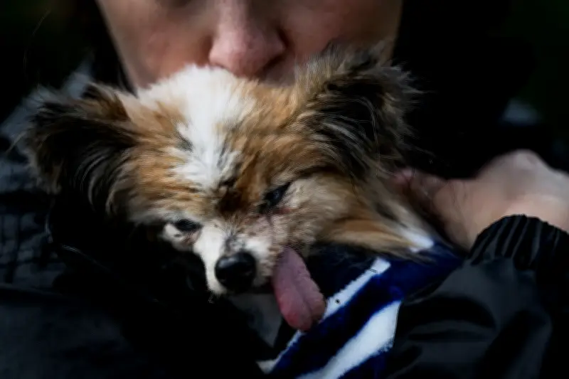 Muere a los 30 años el perro considerado 'el más viejo del mundo'