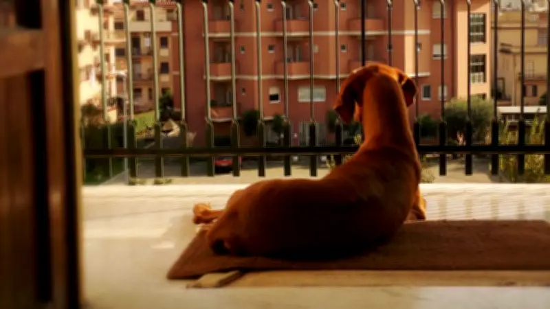Multas de hasta $523.000 por no registrar a su perro en Colombia