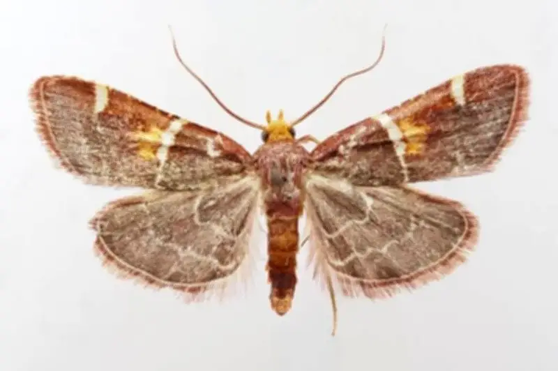 Nueva especie de polilla púrpura recibe el nombre del papa León XIV