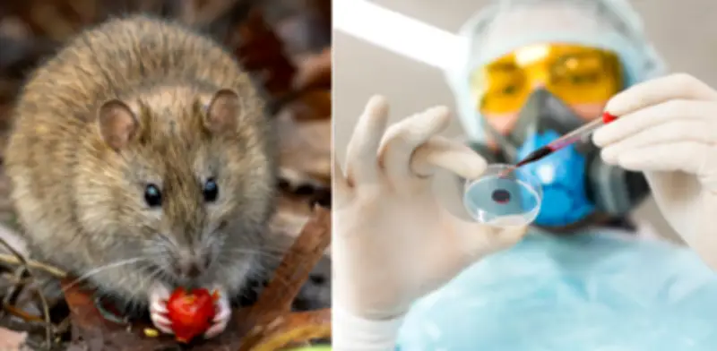 OMS pide mantener vigilancia por hantavirus pese a bajo riesgo global