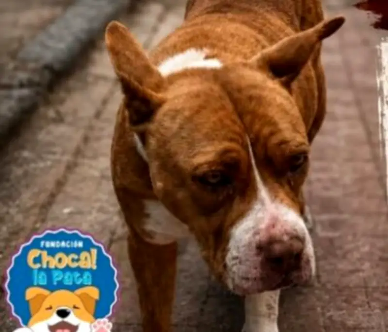 Perrita anciana con tumores necesita ayuda urgente en Cundinamarca