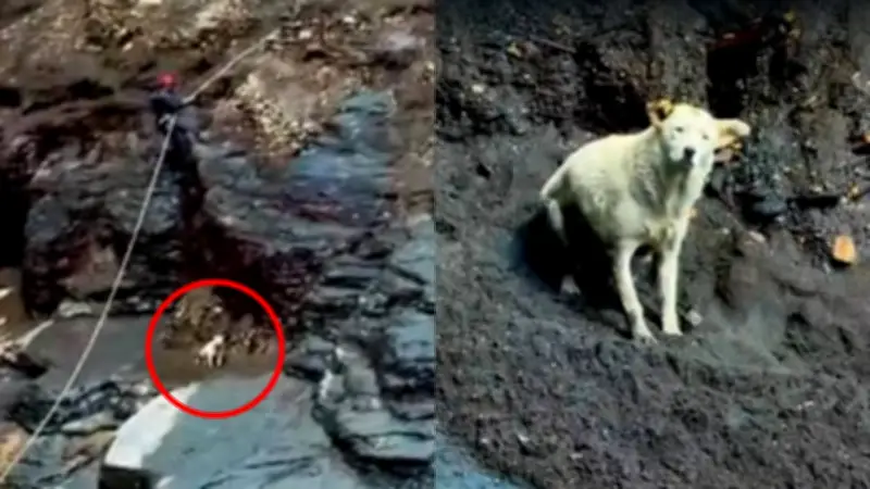 Perrita rescatada tras tres días atrapada en un risco en Boyacá