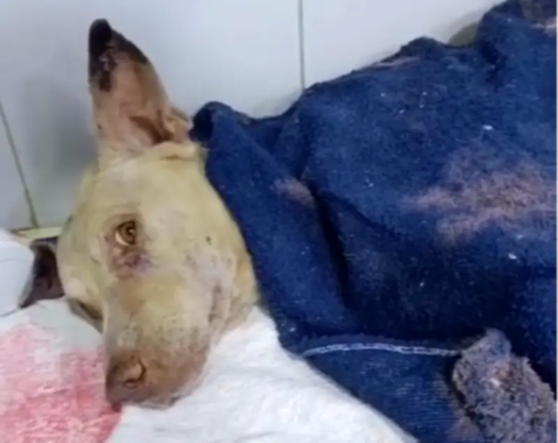 Perro Alf lucha por su vida tras brutal maltrato en Santa Marta
