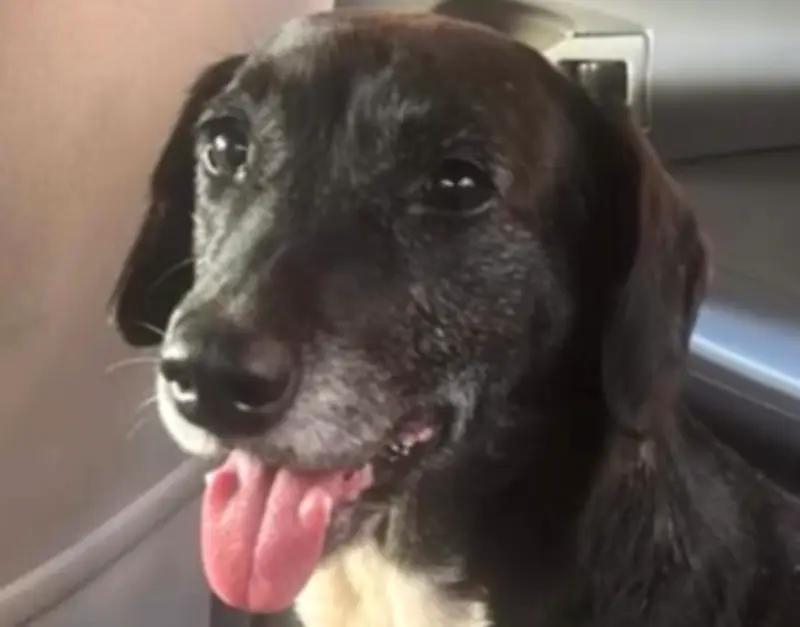 Perro asustado por tormenta entra a radio y locutora lo rescata