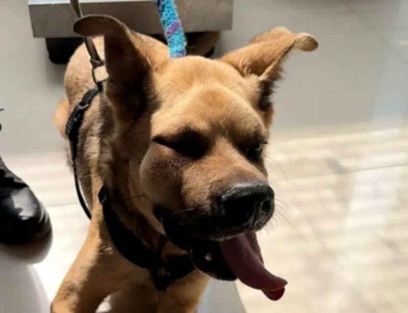 Perro con moquillo necesita cirugía urgente en Bogotá