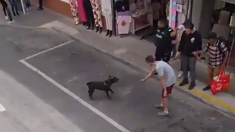Perro muere en operativo policial en Rionegro, Antioquia