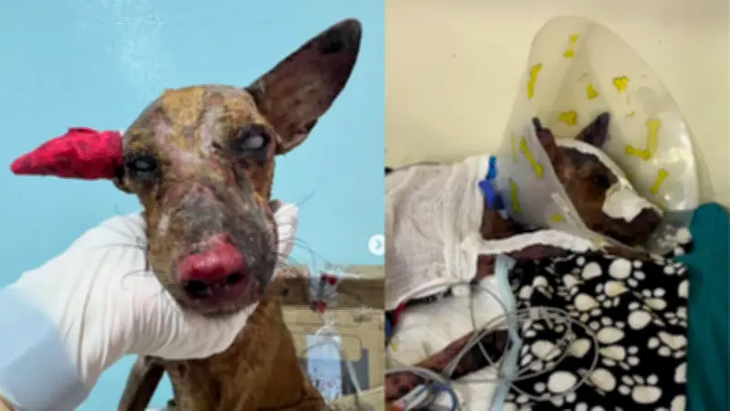 Perro víctima de maltrato con soda cáustica en Soledad, Atlántico