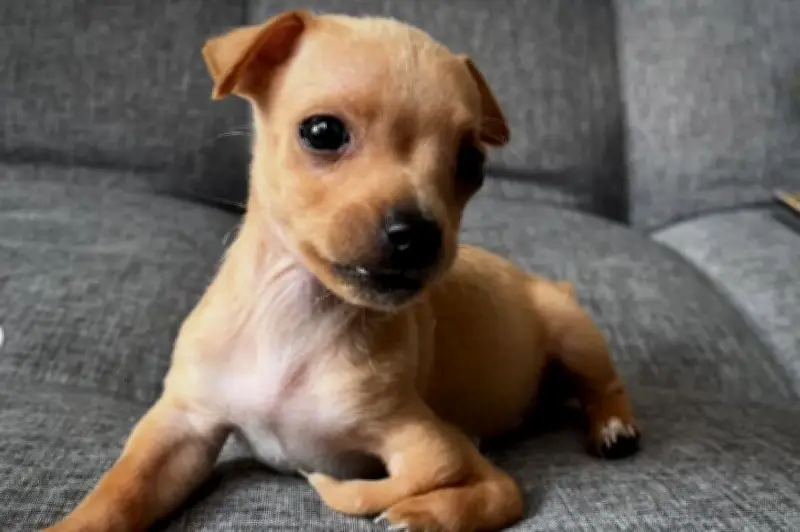 ¿Por qué los videos de cachorros son tan populares en redes sociales?
