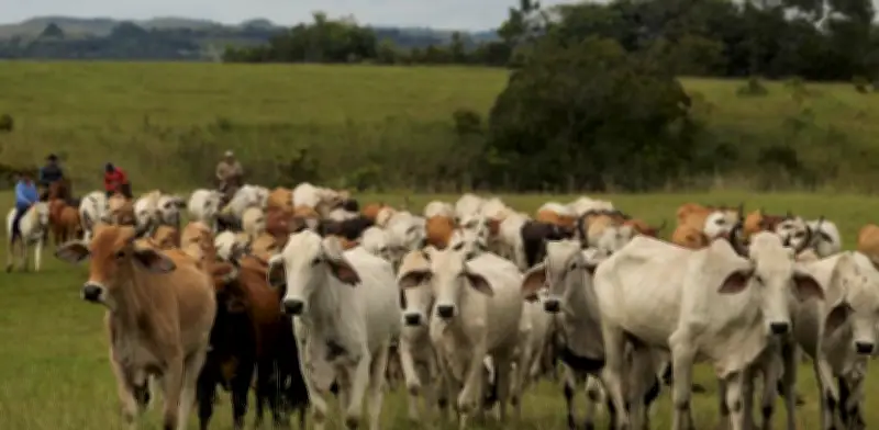 Producir carne en Colombia emite el doble de CO2 que el promedio global