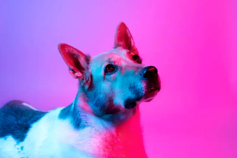 Pruebas genéticas gratuitas para 40 perros criollos en Colombia