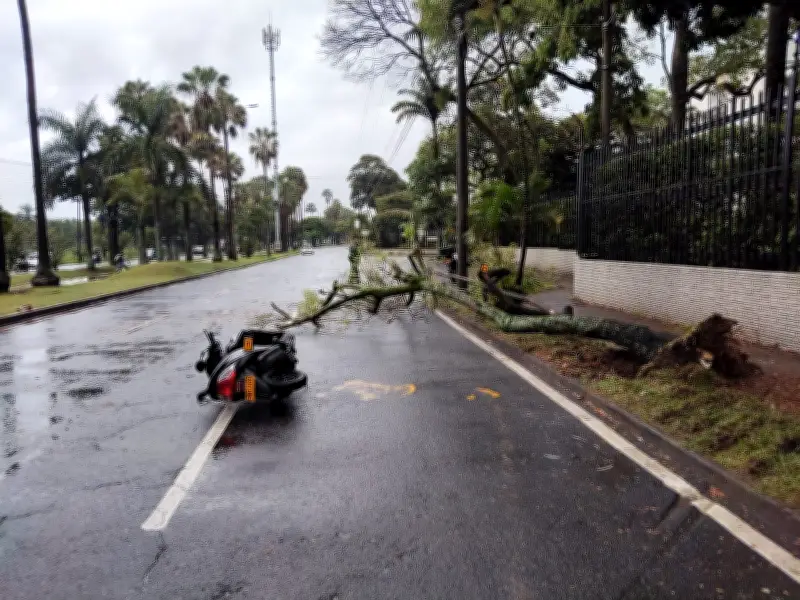 Rama de árbol cae sobre motociclista en el sur de Cali: mujer herida