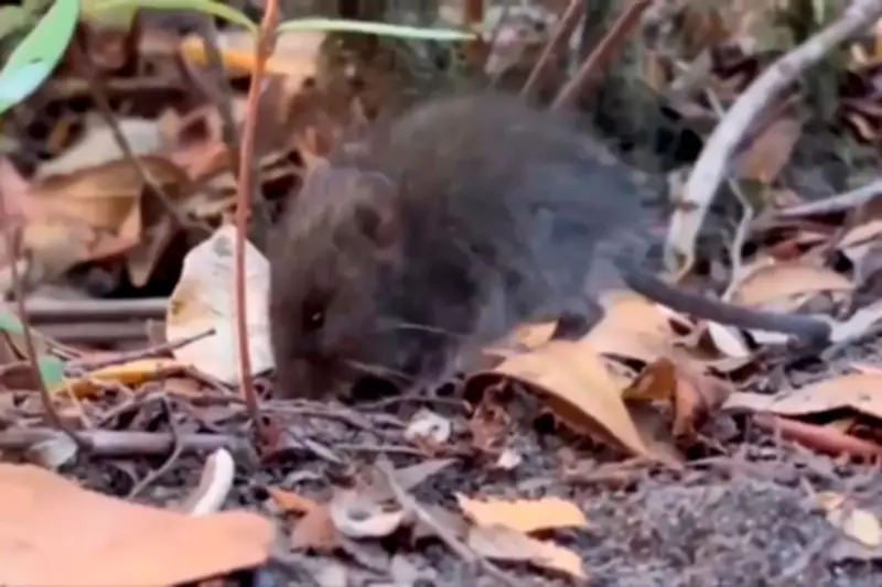 Ratón colilargo: el roedor que transmite el hantavirus y enciende alarmas