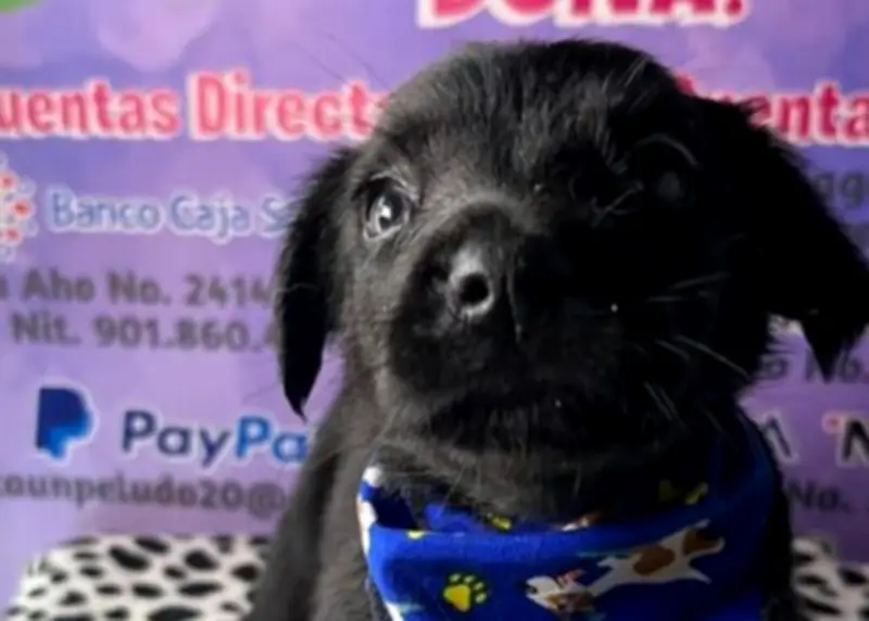 Refugio denuncia desigualdad en adopciones: 25 perros criollos esperan mientras cocker tiene 30 solicitudes