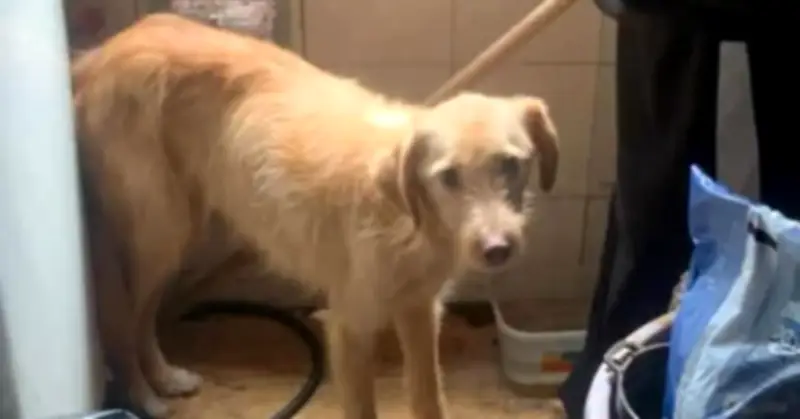 Rescatan a dos perros en Kennedy tras estar encerrados tres meses