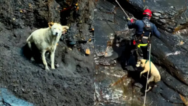 Rescatan a perrita atrapada tres días en risco en Macanal, Boyacá