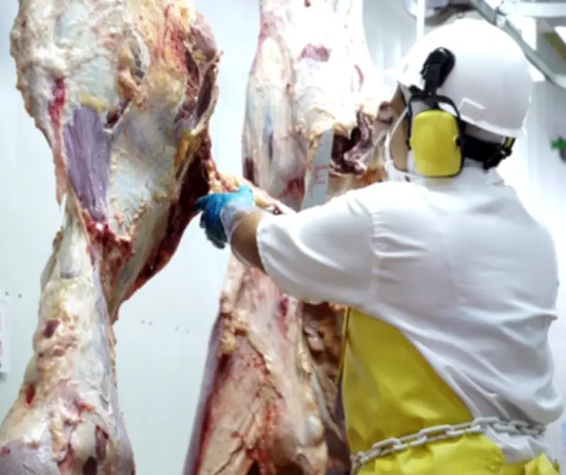 Sacrificio de ganado vacuno en Bolívar cae 4,8% en primer trimestre de 2026