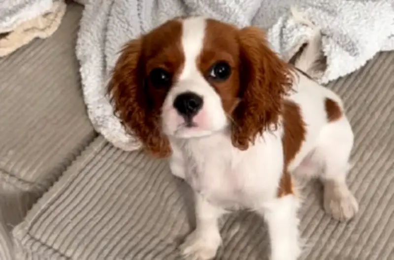 Señales clave para saber si tu perro se siente seguro en casa