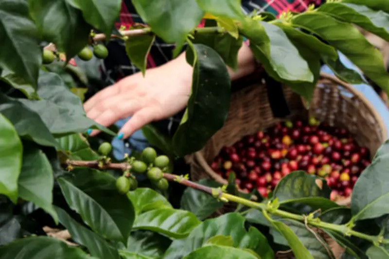 Sector agropecuario colombiano cayó 1,4% en primer trimestre de 2026