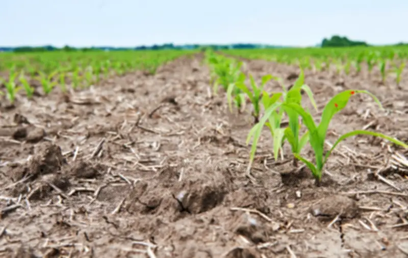 Sequía impacta al agro colombiano: 82 % de pérdidas en el sector