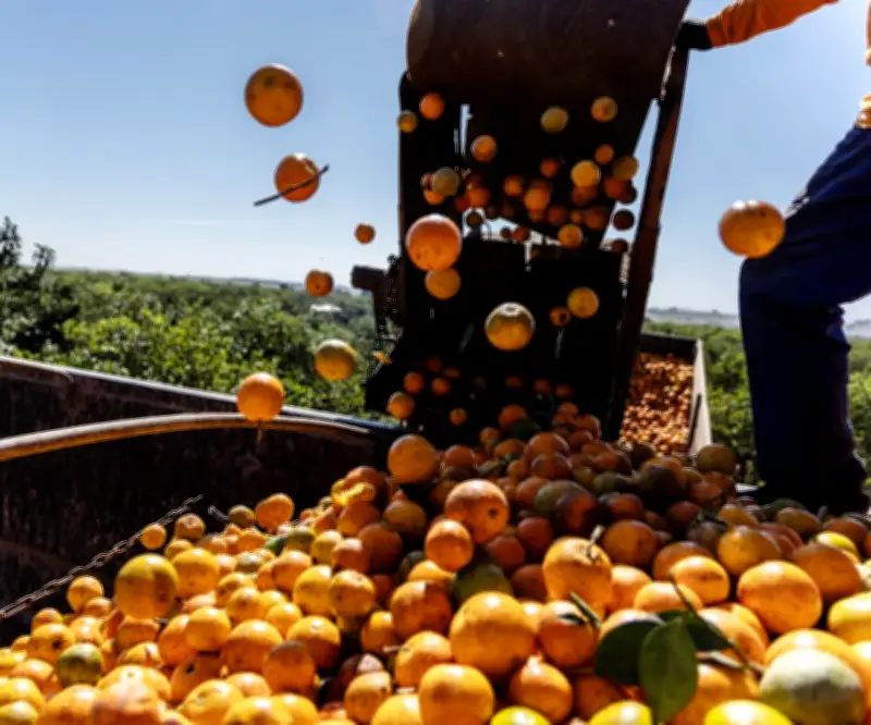 Sube el precio del zumo de naranja por menor cosecha en Brasil