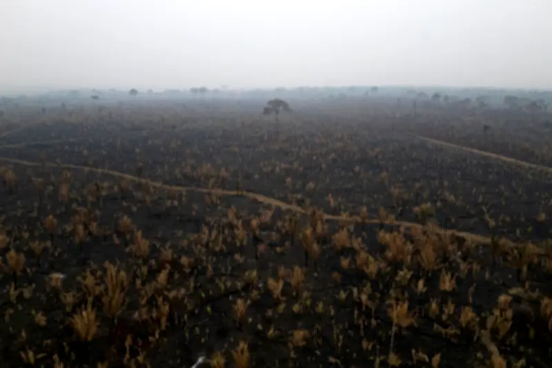 Sudamérica perdió 41 millones de hectáreas de bosque en la última década