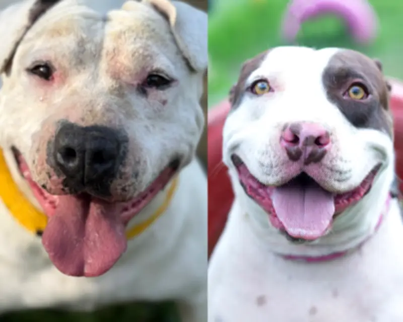 Tony y Europa: dos perros con cáncer necesitan quimioterapia urgente