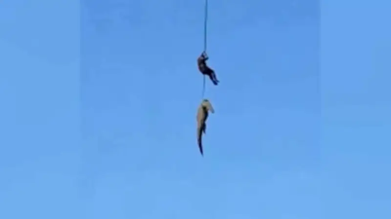 Trasladan en helicóptero a cocodrilo que devoró a empresario en Sudáfrica