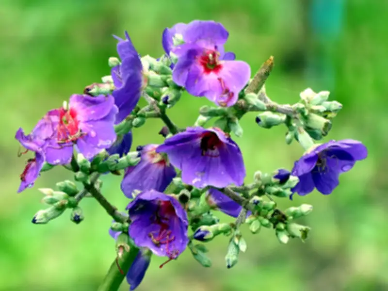 Tres árboles andinos ideales para jardines pequeños