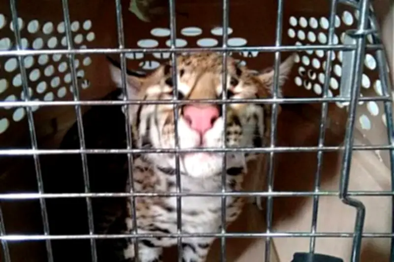 Tribunal ordena medidas urgentes contra tráfico ilegal de fauna silvestre en Colombia