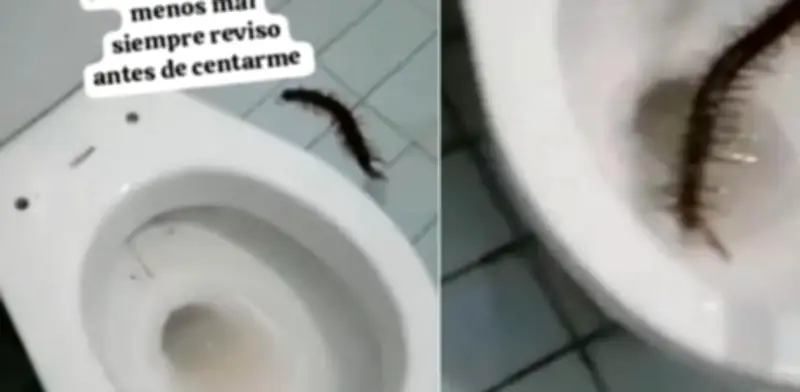 Turista halla enorme ciempiés en el baño de un hotel en Aguachica