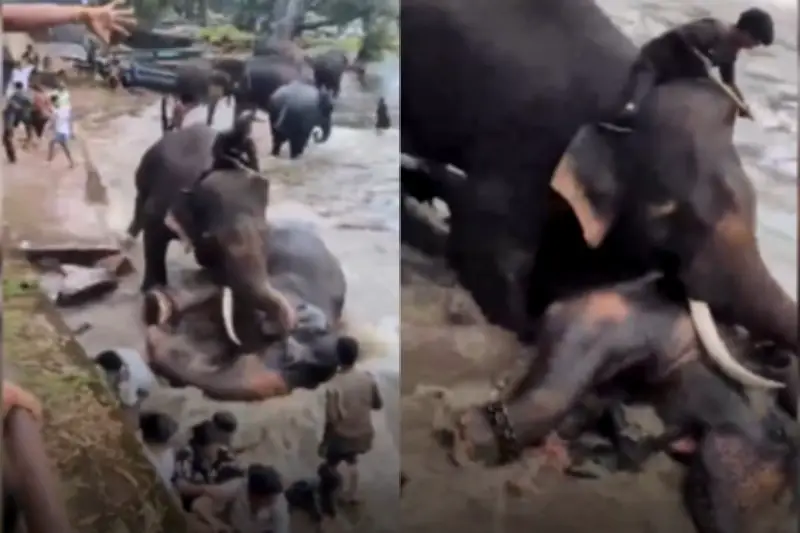 Turista muere aplastada por elefante en pelea en santuario de India